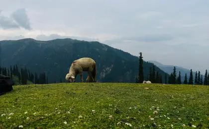 Lalazar Meadows